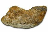 Dinosaur (Triceratops) Frill Shield Section - Montana #373878-1